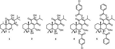 Royleanone Derivatives From Plectranthus spp. as a Novel Class of P-Glycoprotein Inhibitors